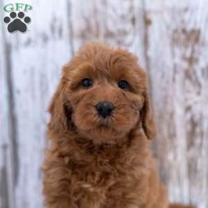 Harriet, Mini Labradoodle Puppy